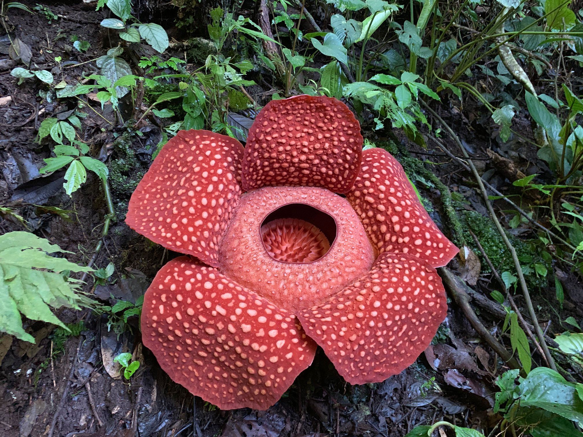 Penemu Pertama Bunga Bangkai Rafflesia