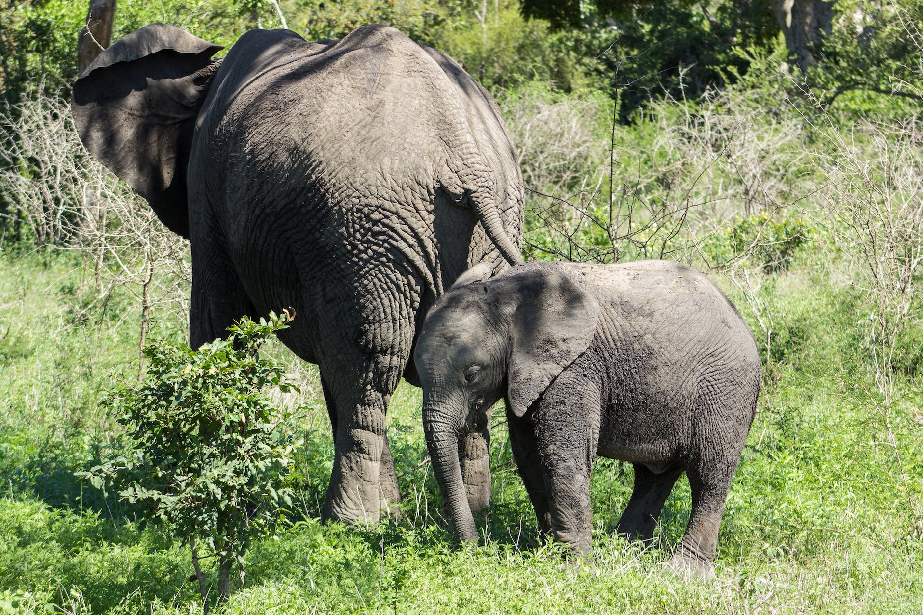 elephant and her calf in nature