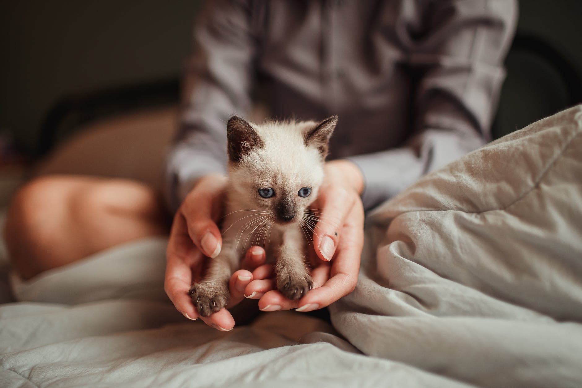 woman holding a cute kitten