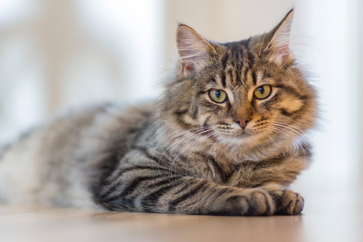 Mencegah Kerontokan Bulu Dan Mengatasi Bau pada Kucing